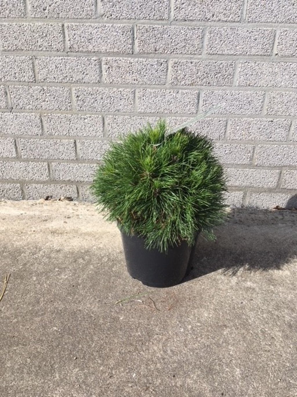 Pinus mugo 'Varella' - C7.5 40-50 CM